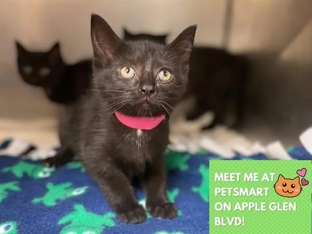 A baby medium-sized female Domestic Short Hair cat named Fruit Loop for adoption in Fort Wayne, IN