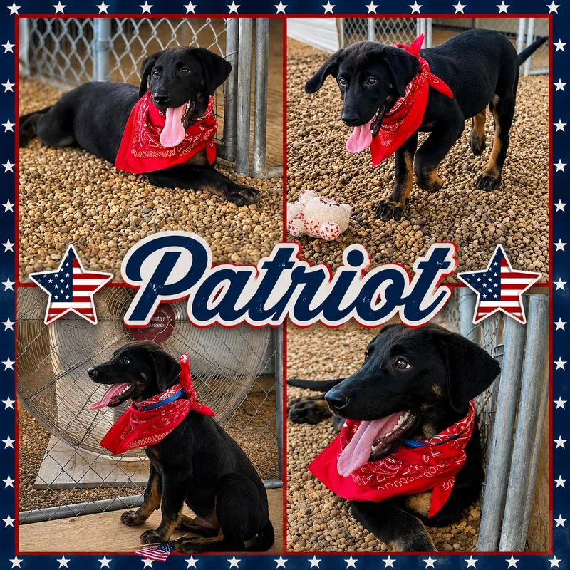 A baby medium-sized male Black Labrador Retriever dog named Patriot for adoption in Jackson, TN