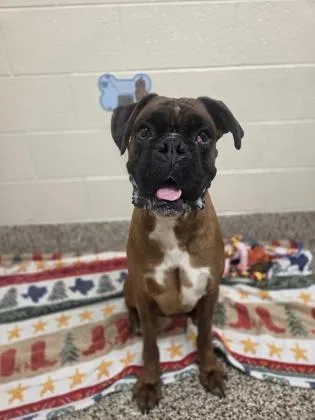 An adult large-sized male Boxer dog named Debo for adoption in Westland, MI