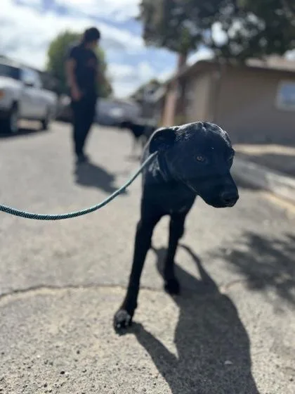 An adult large-sized female Labrador Retriever dog named Draculaura for adoption in Fresno, CA