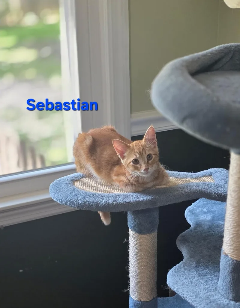 Sebastian