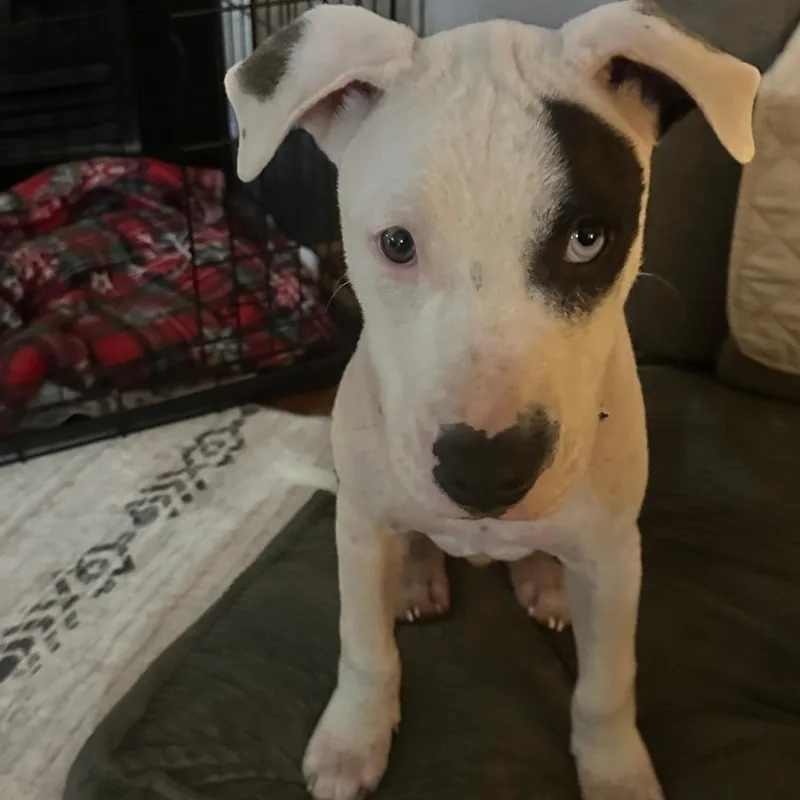 A baby medium-sized male Gray / Blue / Silver American Staffordshire Terrier dog named Oscar for adoption in Colonial Heights, VA
