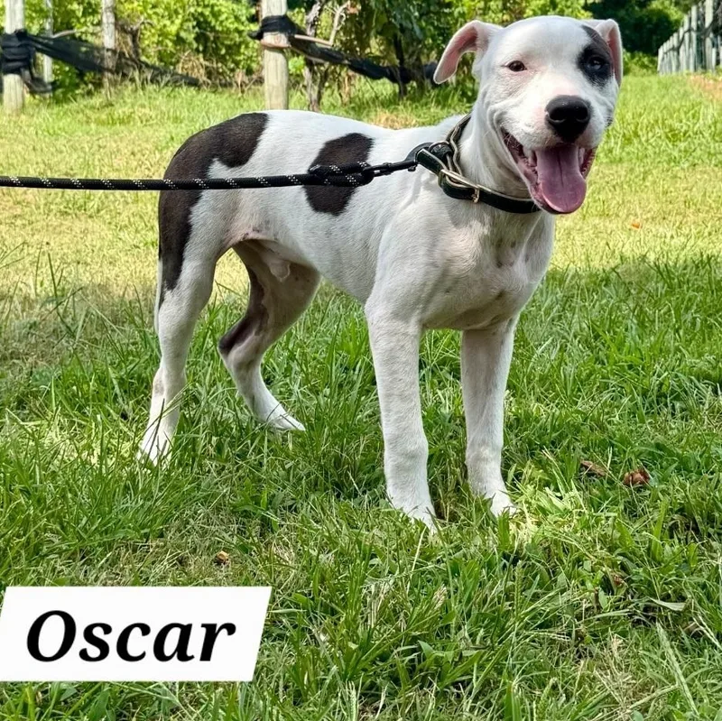 Oscar thumbnail 3