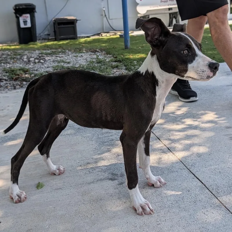 A baby medium-sized female Black Mixed Breed dog named Katie for adoption in Key Largo, FL