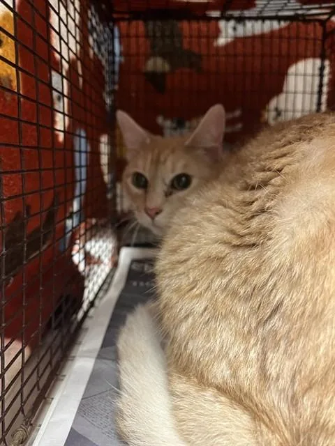 An adult large-sized male Domestic Short Hair cat named Copper for adoption in Miami, FL