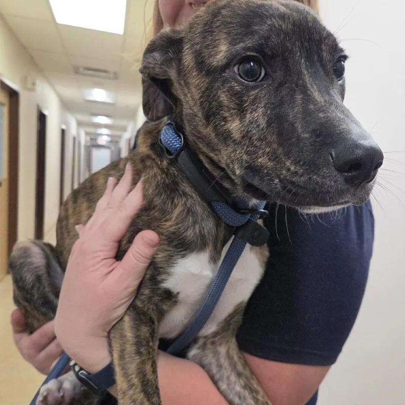 A baby medium-sized male Pit Bull Terrier dog named Major Tom for adoption in Reno, NV
