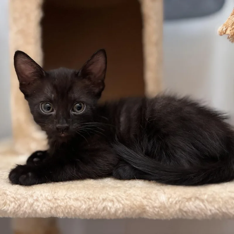 A baby small-sized male Black Domestic Medium Hair cat named Zeppelin for adoption in Long Beach, CA