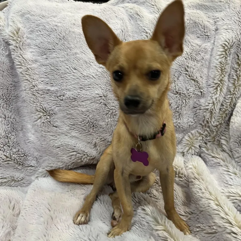 A young small-sized male Chihuahua dog named Porter for adoption in Phoenix, AZ
