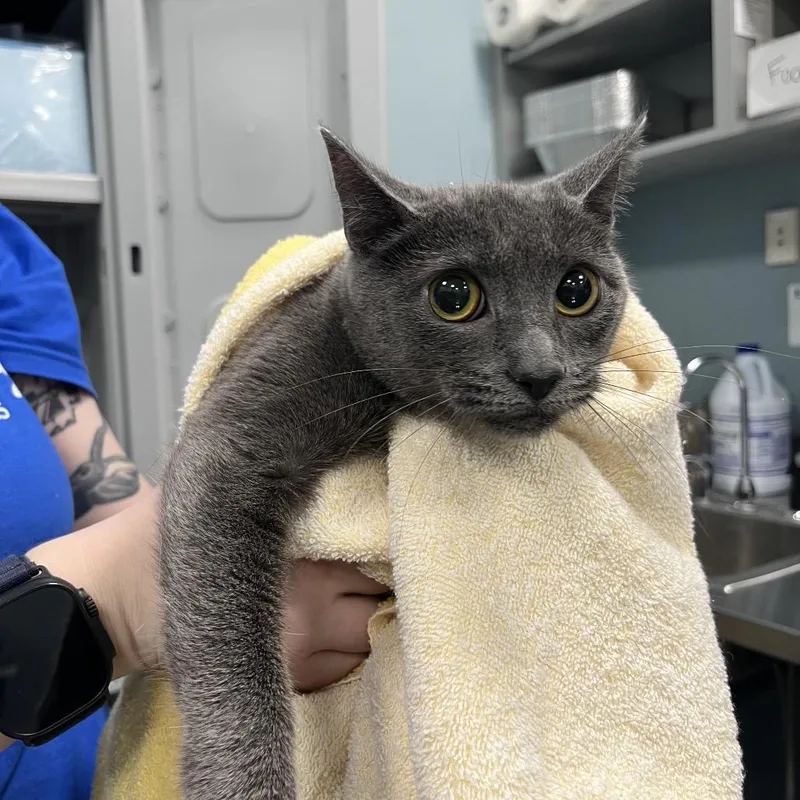 A young medium-sized female Gray / Blue / Silver Domestic Short Hair cat named Shower Caddy for adoption in Greensboro, NC