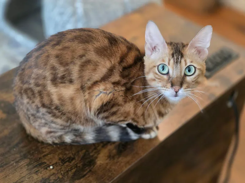 An adult medium-sized female Bengal cat named Ember for adoption in Rio Linda, CA