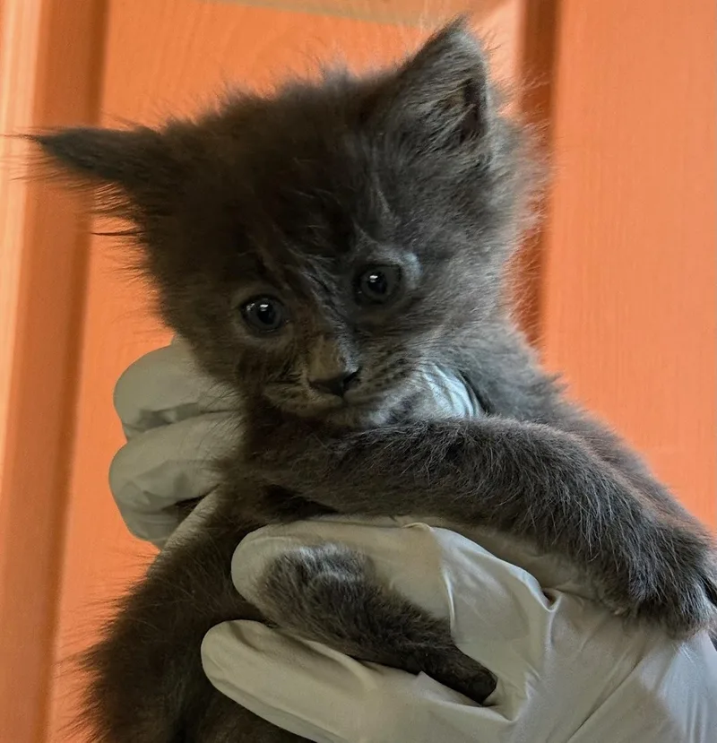 A baby medium-sized female Gray / Blue / Silver Domestic Short Hair cat named Mochi for adoption in Huntington Beach, CA