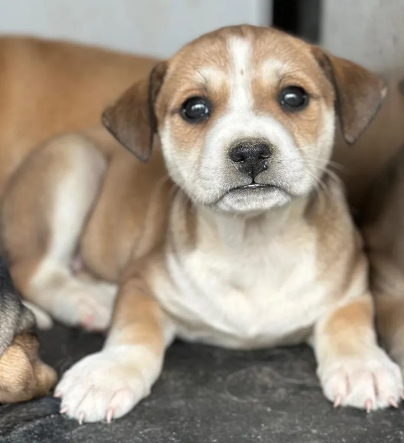 North Elm Pup Iphone