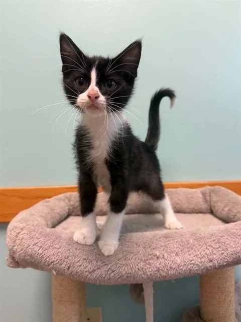 A baby small-sized male Domestic Short Hair cat named Bubbles for adoption in Belleville, IL