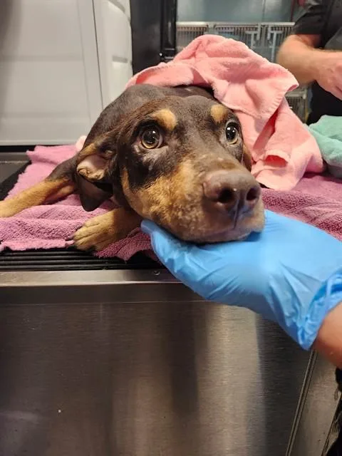 A young medium-sized male Dachshund dog named Teddy for adoption in Newton, NC