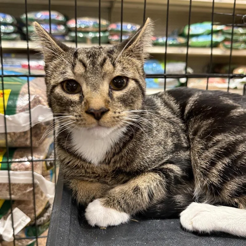 A young small-sized male Brown / Chocolate Domestic Short Hair cat named Pistachio for adoption in Pasadena , MD