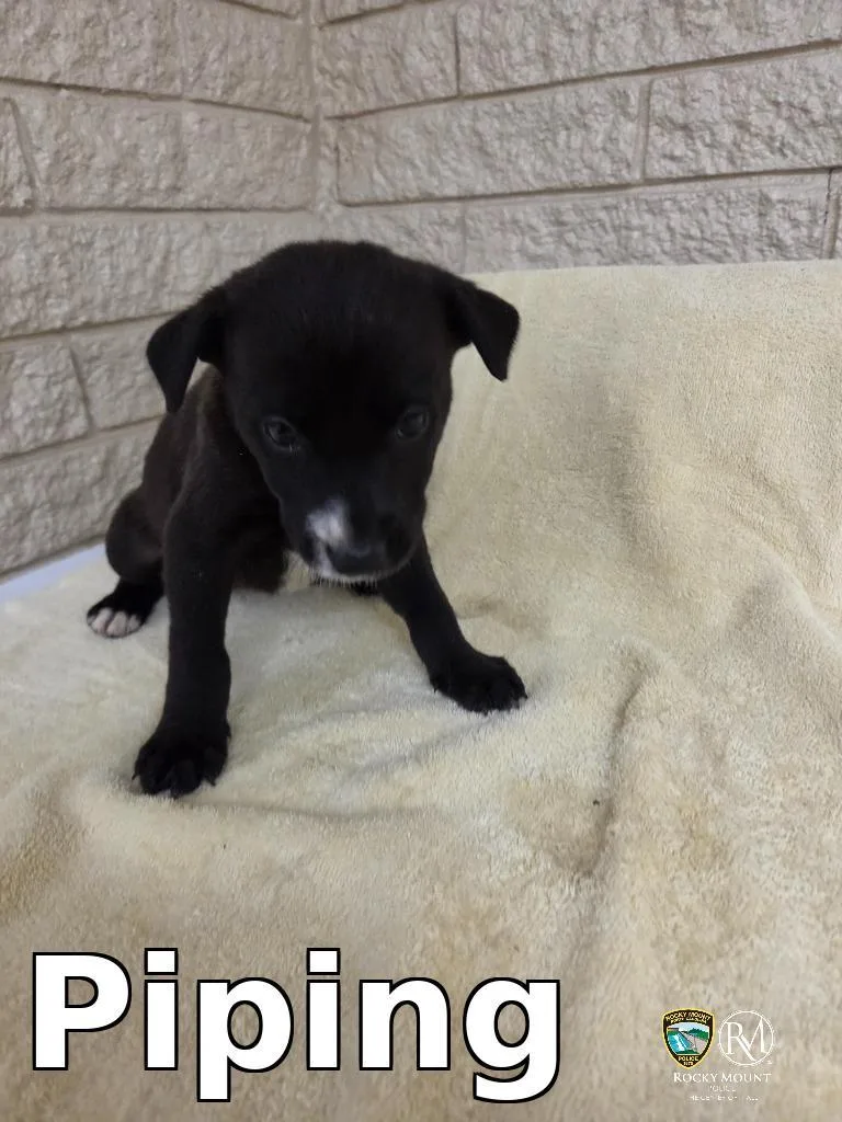A baby medium-sized female Shepherd dog named Piping for adoption in Rocky Mount, NC