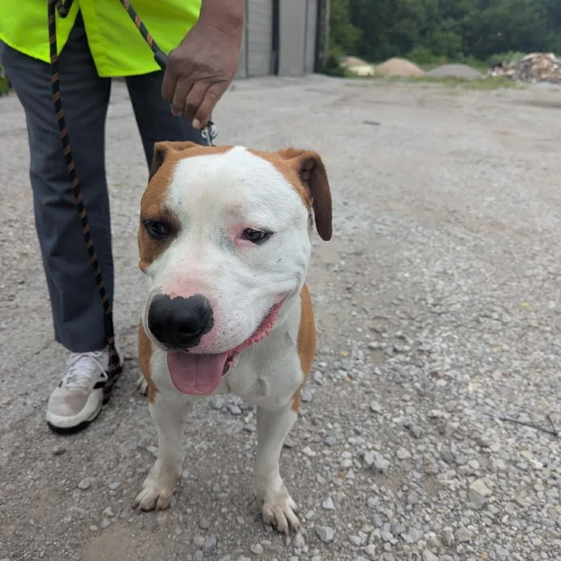 An adult large-sized male Brown / Chocolate American Staffordshire Terrier dog named Milton for adoption in East Saint Louis, IL