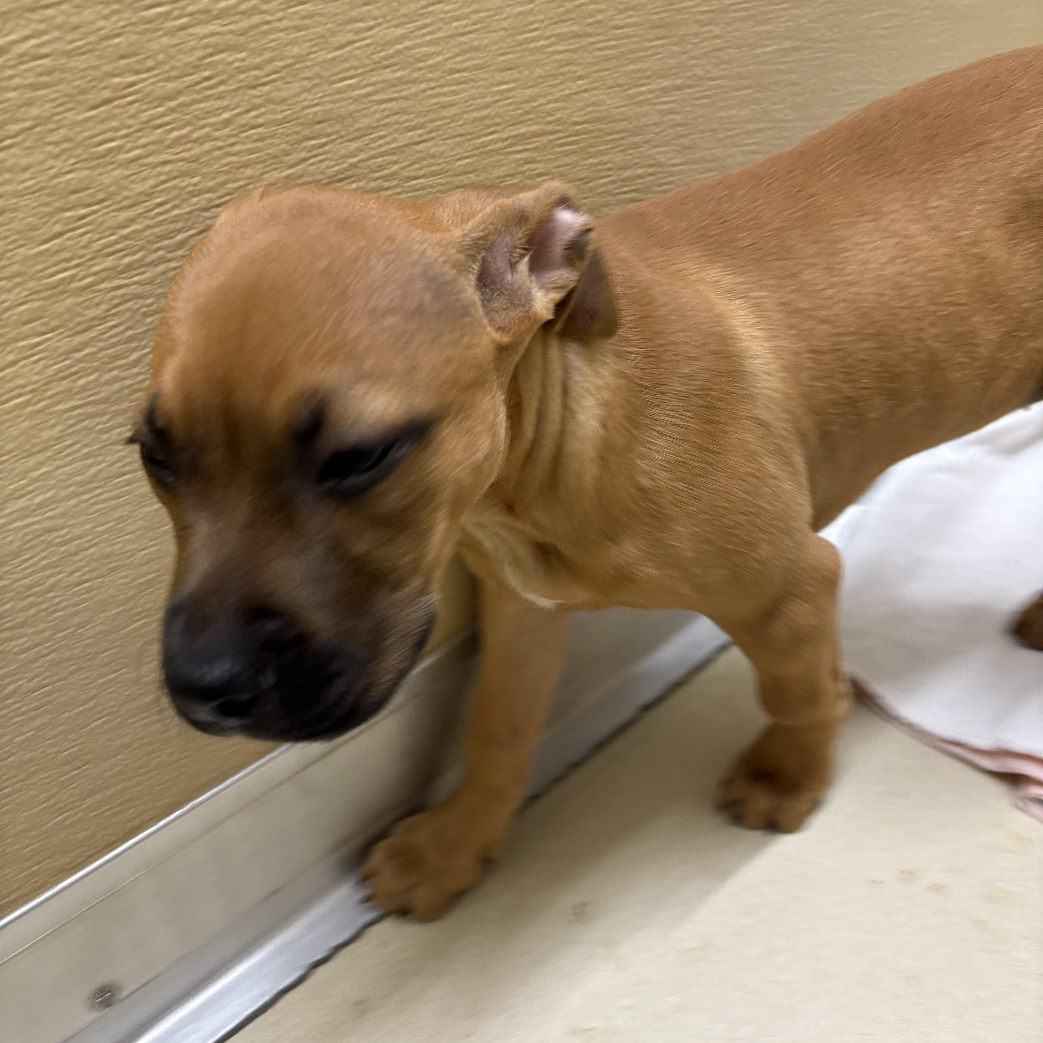 A baby medium-sized female Yellow / Tan / Blond / Fawn Pit Bull Terrier dog named Baguette for adoption in Phoenixville, PA