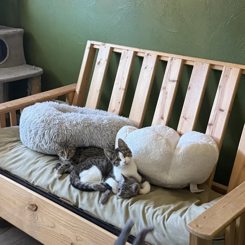A baby medium-sized female Domestic Short Hair cat named Altuzarra for adoption in Springfield, OR