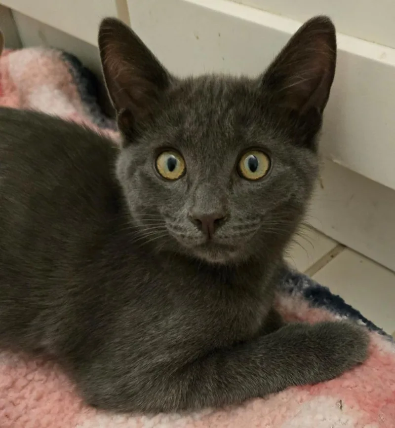 A baby medium-sized male Domestic Short Hair cat named Moritz for adoption in South Bend, IN