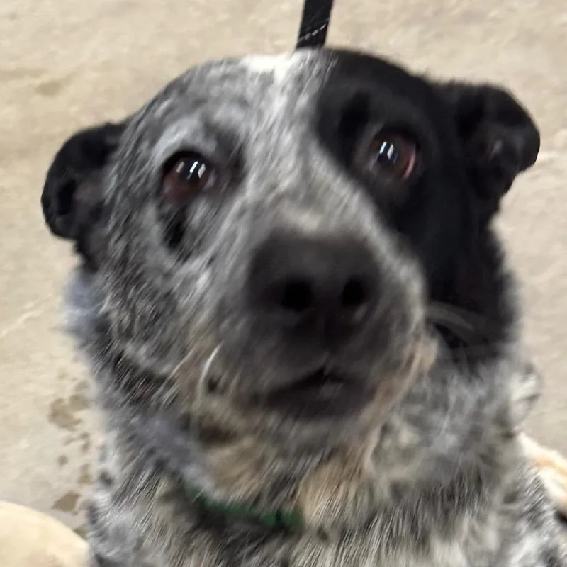 An adult medium-sized male Black Mixed Breed dog named 111915 for adoption in Las Cruces, NM