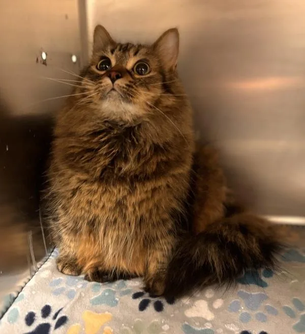 Nova Bonded With