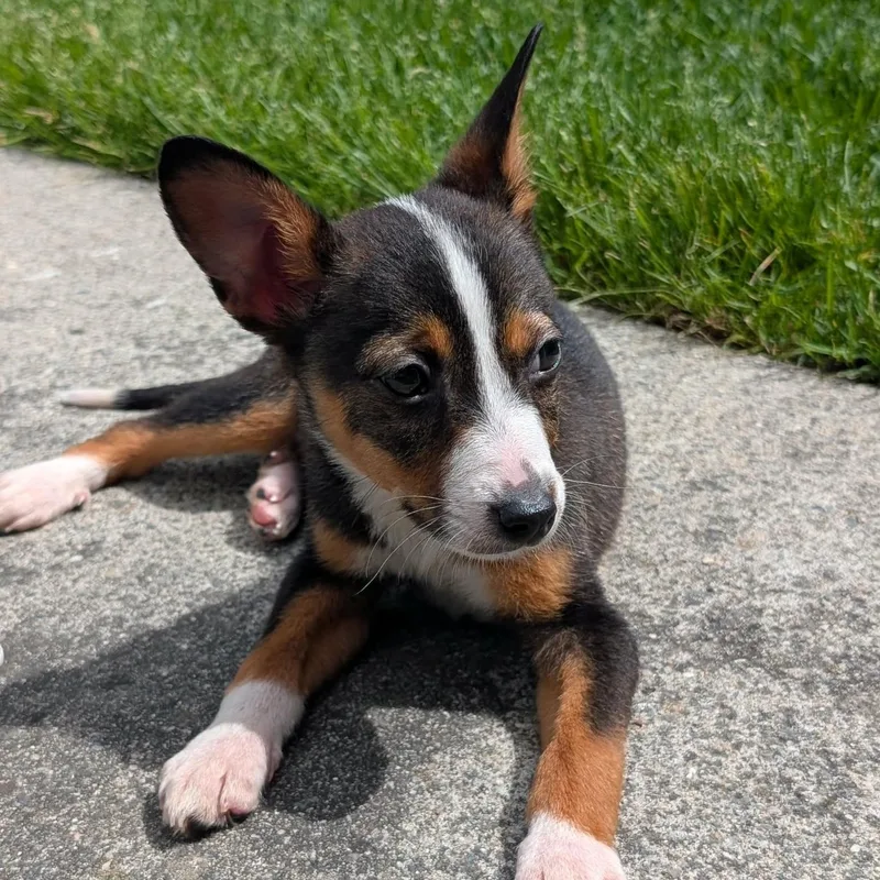 A baby small-sized female Australian Cattle Dog / Blue Heeler dog named Alice for adoption in Newport, WA