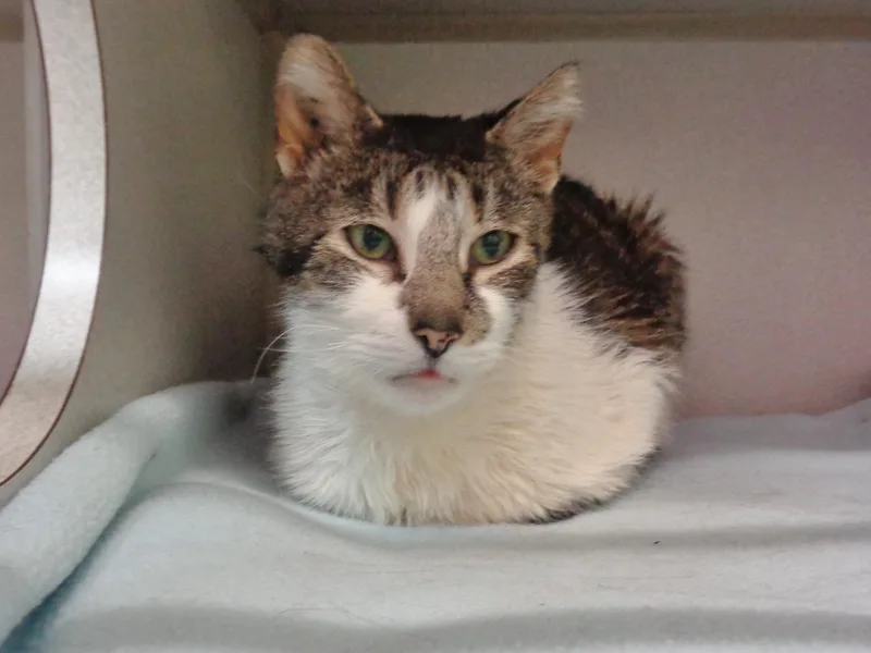 A senior medium-sized male Brown / Chocolate Tiger cat named Quartz for adoption in Delhi, NY