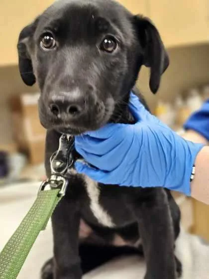 A baby large-sized female Mixed Breed dog named Bumble for adoption in Munster, IN