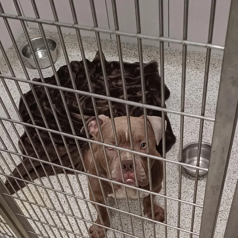 An adult medium-sized male Pit Bull Terrier dog named Wrinkles for adoption in Oak Park, IL