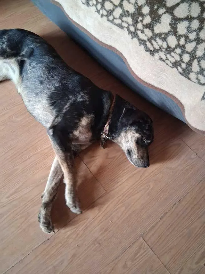 A young medium-sized female Catahoula Leopard Dog dog named Josie for adoption in Estes Park, CO