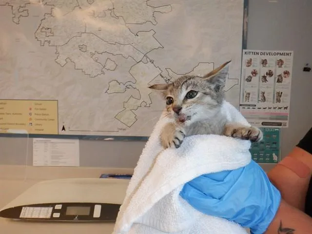 A baby small-sized male Domestic Short Hair cat named Citrus for adoption in San Jose, CA