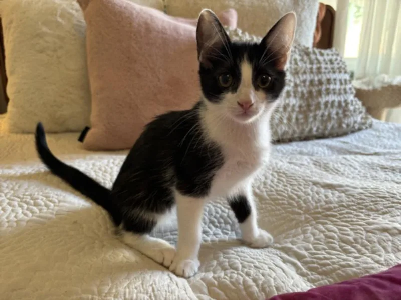 Tuxie