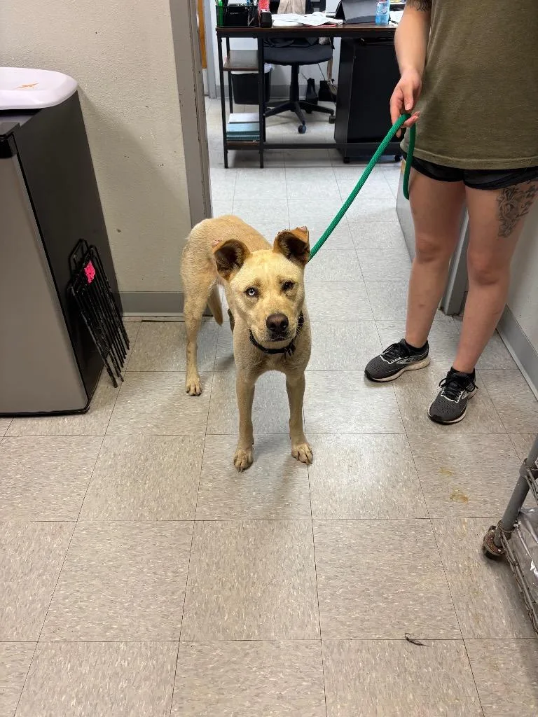 A young medium-sized female Husky dog named Mia for adoption in Sorrento, LA