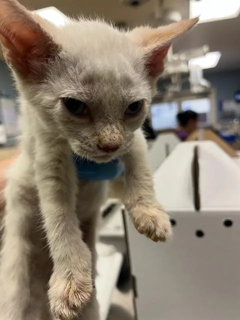 A baby small-sized male Domestic Short Hair cat named Sid for adoption in Riverside, CA