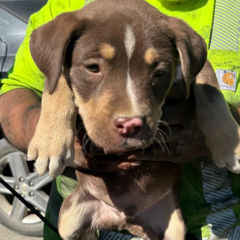 A baby large-sized male Brown / Chocolate Akita dog named Conan for adoption in Reno, NV