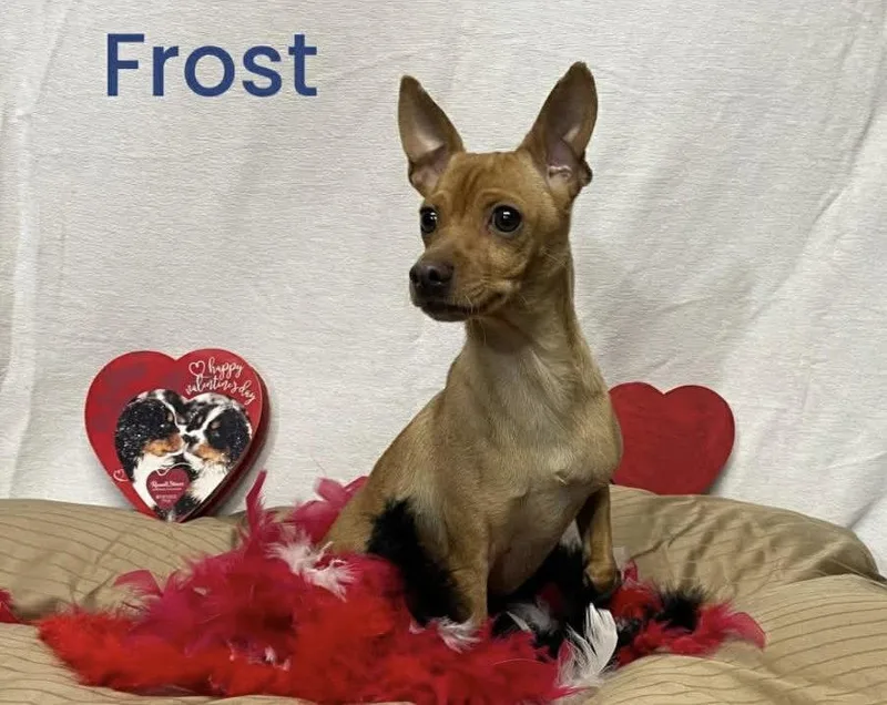 An adult small-sized male Chihuahua dog named Frost for adoption in Newport, NH