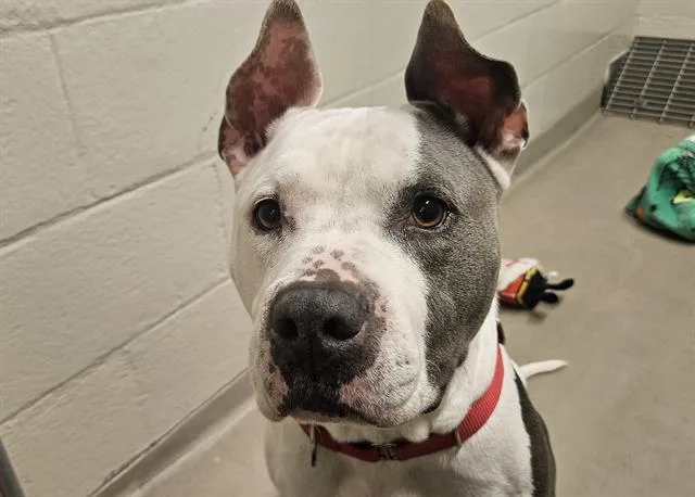 An adult large-sized female Pit Bull Terrier dog named Freyja for adoption in Kent, WA