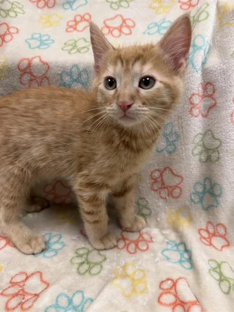 A baby small-sized male Domestic Short Hair cat named Taz for adoption in Ontario, CA