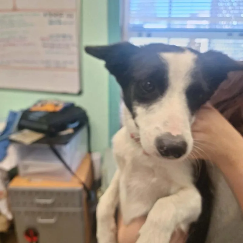 A young medium-sized female Black Border Collie dog named Oreo for adoption in Madill, OK