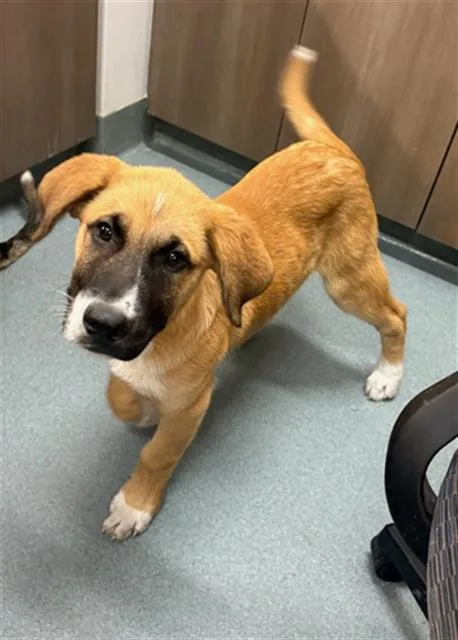 A baby small-sized male German Shepherd Dog dog named Rico for adoption in Baytown, TX