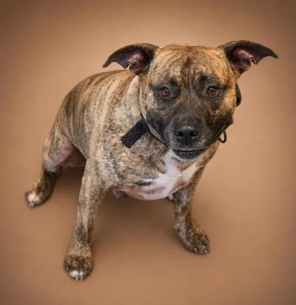 An adult large-sized male Pit Bull Terrier dog named Gunner for adoption in Bowling Green, KY