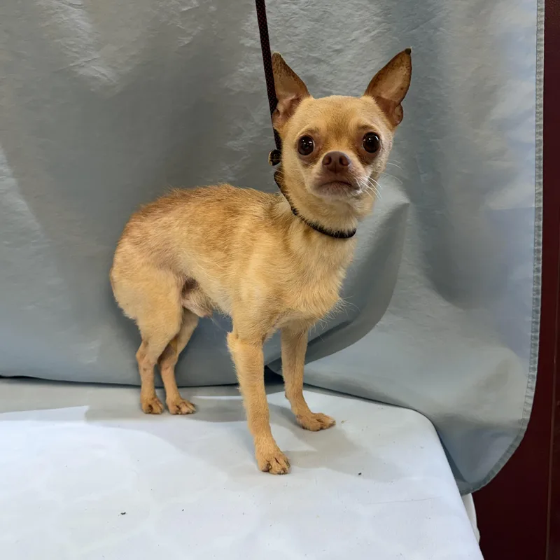 An adult small-sized female Chihuahua dog named Peanut for adoption in Maynardville, TN