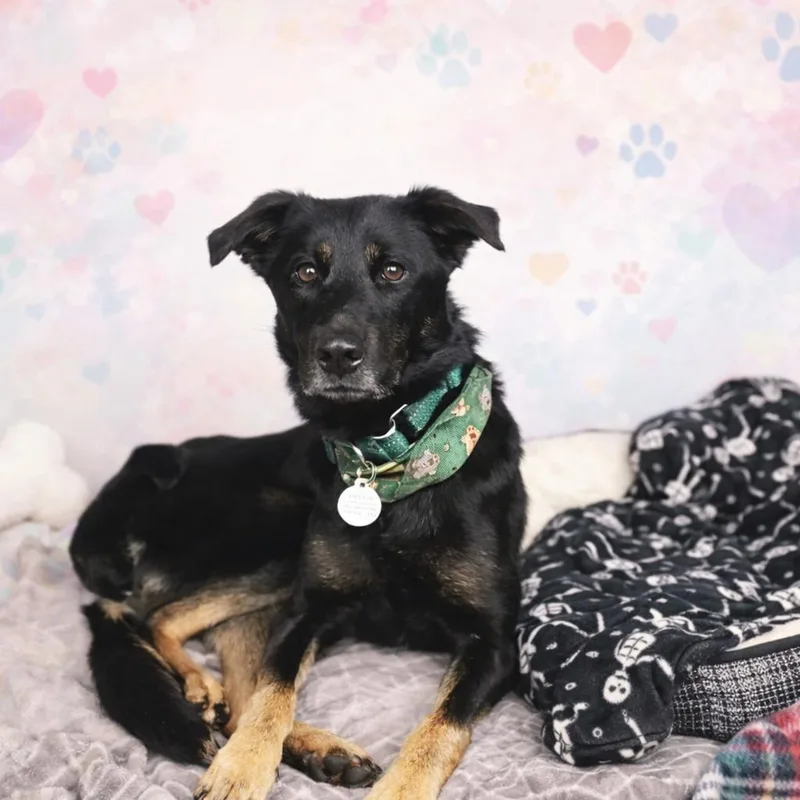 An adult medium-sized female Black German Shepherd Dog dog named Zara for adoption in Pasadena , MD