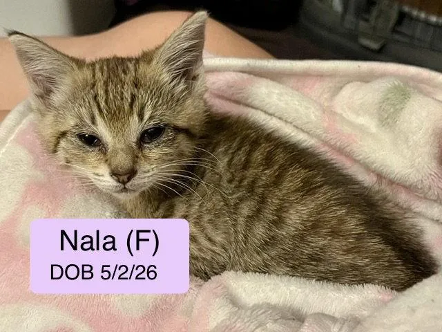 A baby medium-sized female Domestic Short Hair cat named Nala for adoption in Vacaville, CA