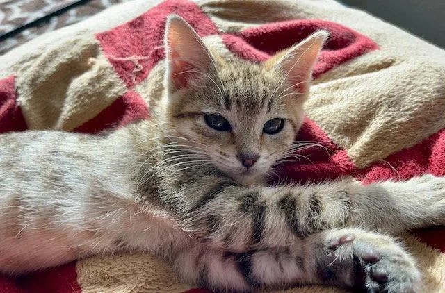 Nala thumbnail 2
