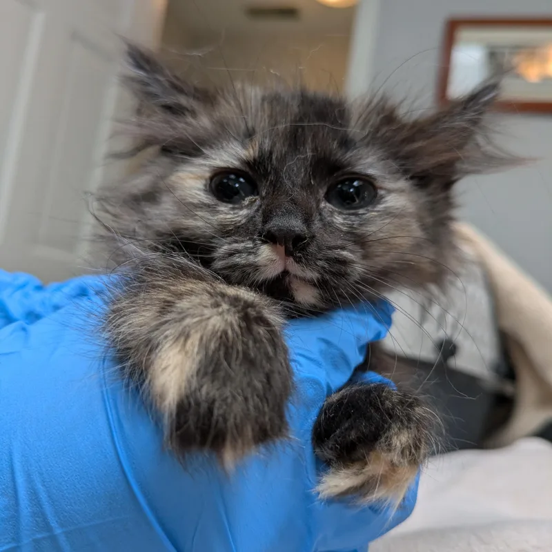 Long Haired Torti Female