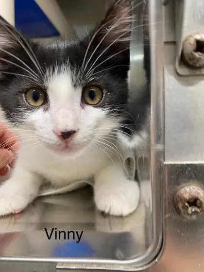 A baby small-sized male Domestic Short Hair cat named Vinny for adoption in Hobart, IN