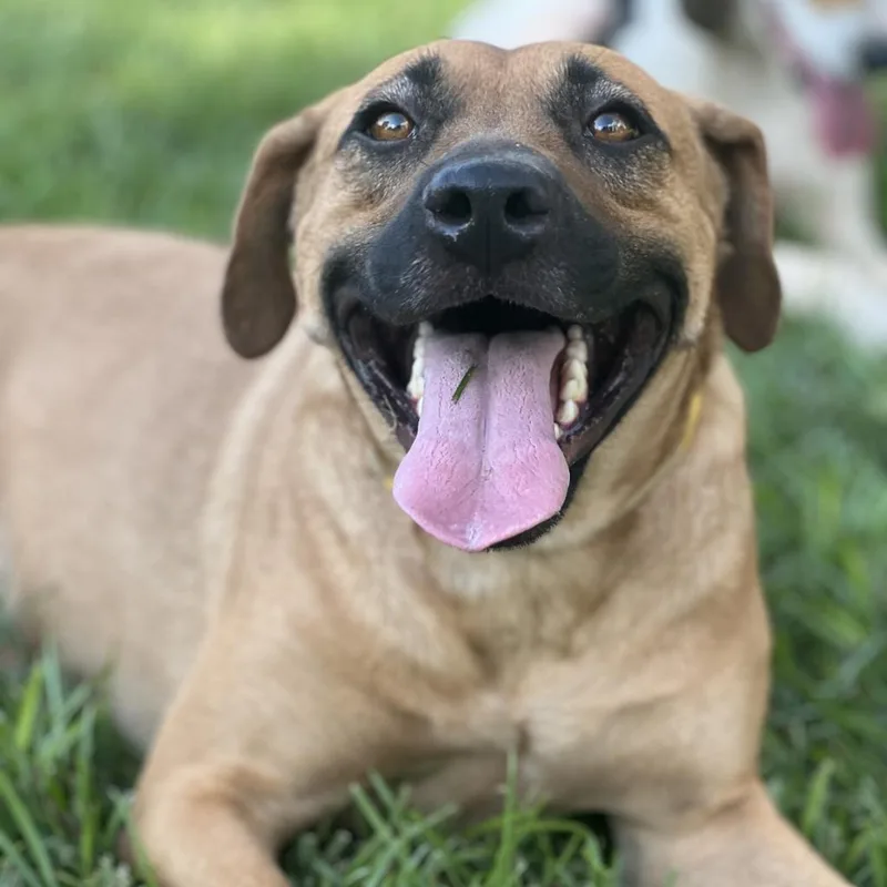 An adult large-sized female Yellow / Tan / Blond / Fawn Black Mouth Cur dog named Daisy for adoption in Wiggins, MS