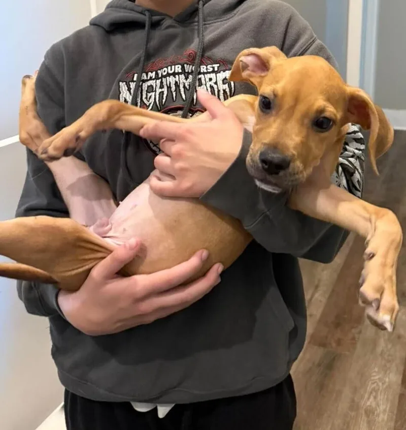 A baby small-sized male Pit Bull Terrier dog named Flap Jack for adoption in Dallas, TX